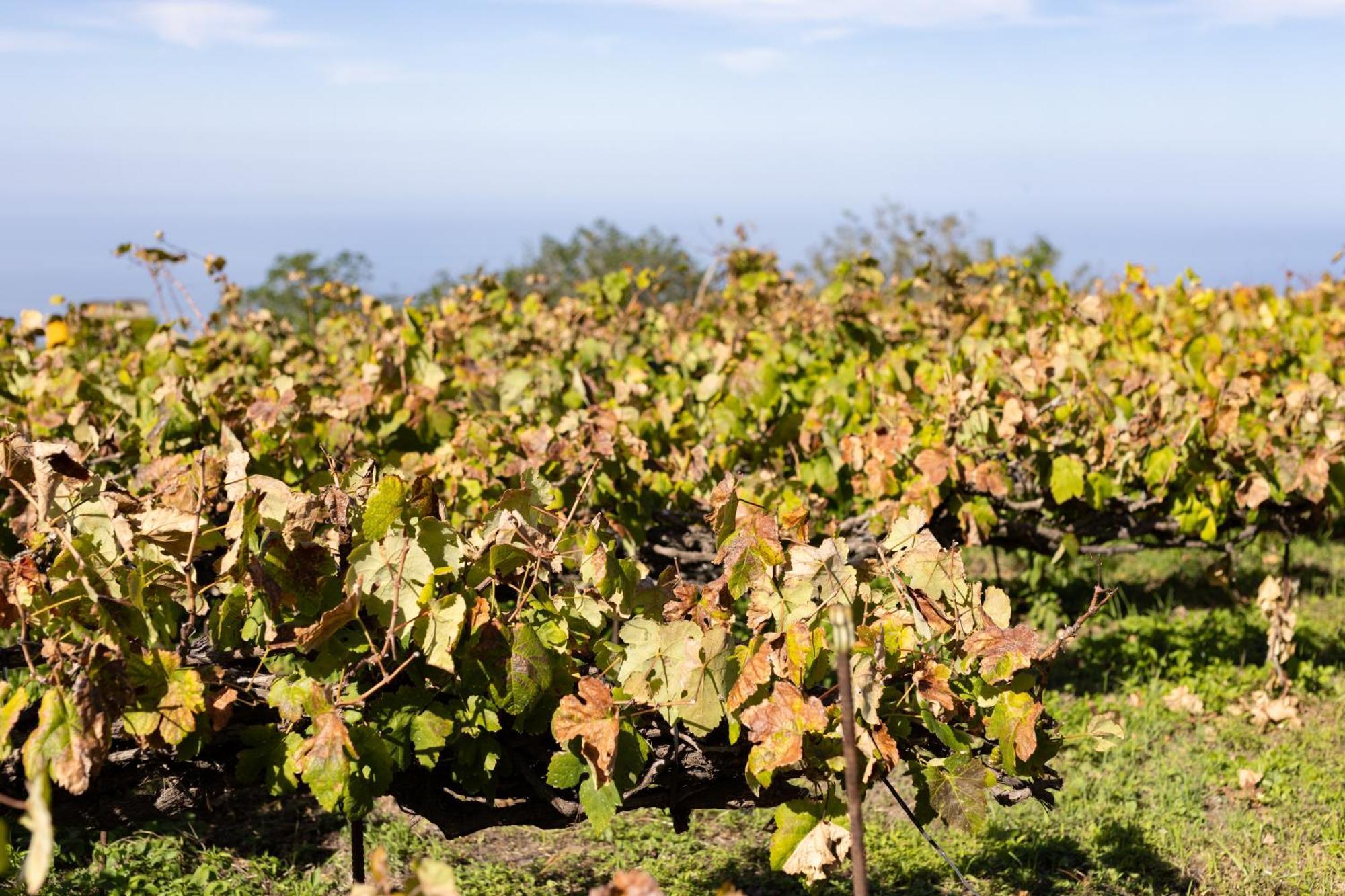 Ek Las Vistas Finca El Milagro La Orotava Luaran gambar