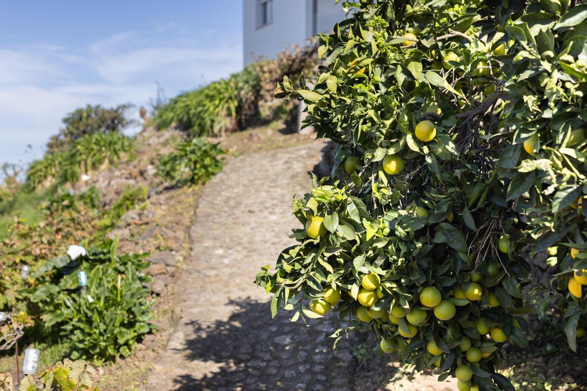 Ek Las Vistas Finca El Milagro La Orotava Luaran gambar